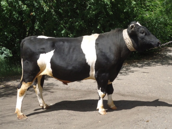 ОНИКС 212052 КСЧП-232